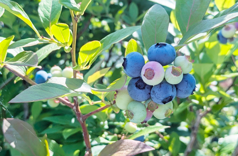 一粒ずつ摘む、豊根の短い夏