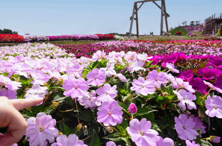 夏から秋の茶臼山高原を彩る、2万株のサンパチェンス